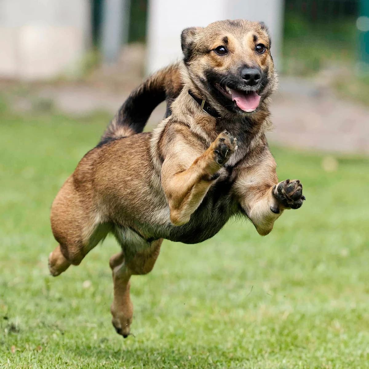 Hanni, female Mixed Breed for adoption at Tierheim Bielefeld, Bielefeld — photo 4 of 5