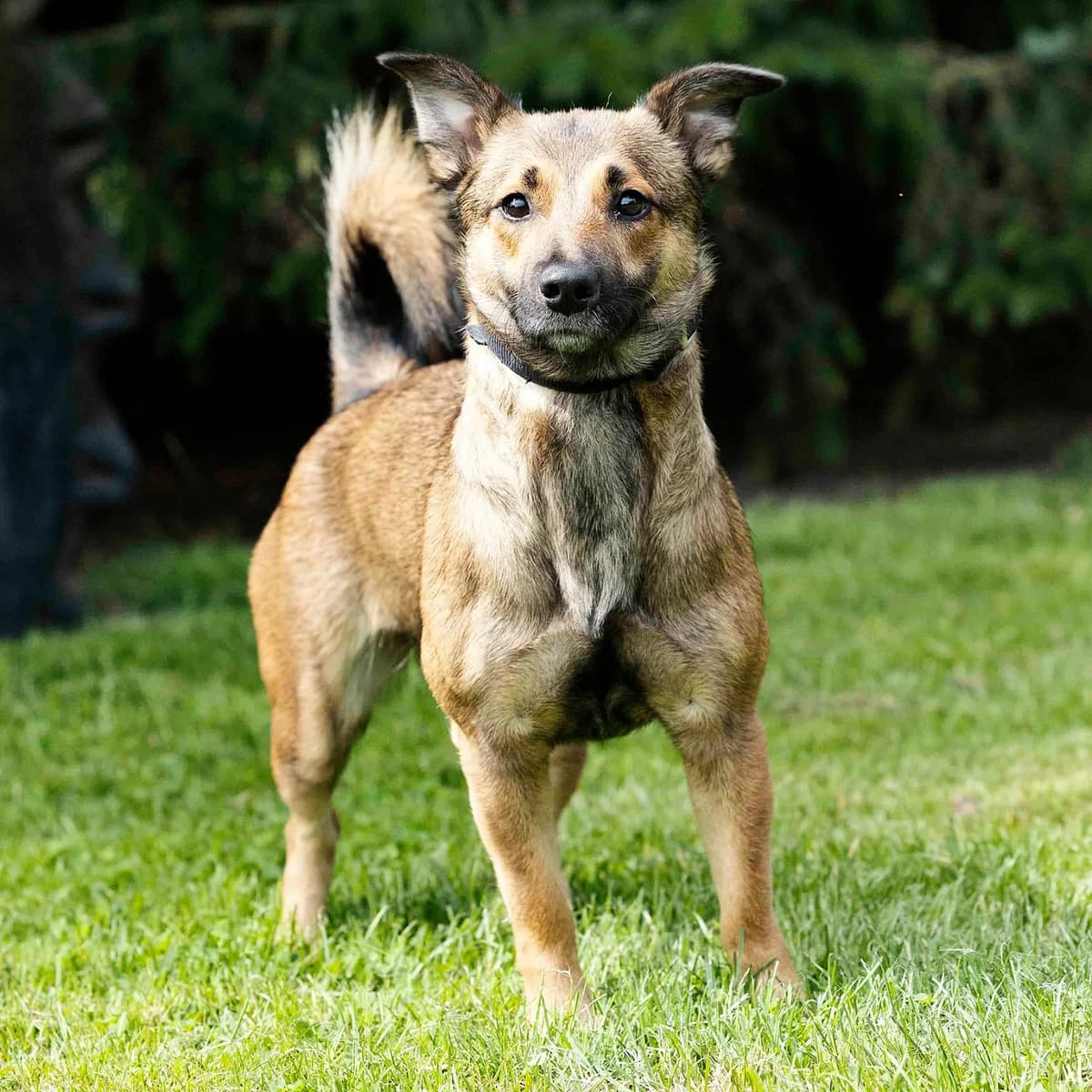 Hanni, female Mixed Breed for adoption at Tierheim Bielefeld, Bielefeld — photo 5 of 5
