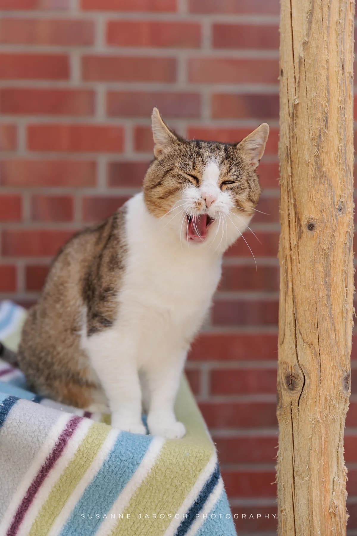 Bodo,  Mixed Breed for adoption at Tierheim Bielefeld, Bielefeld
