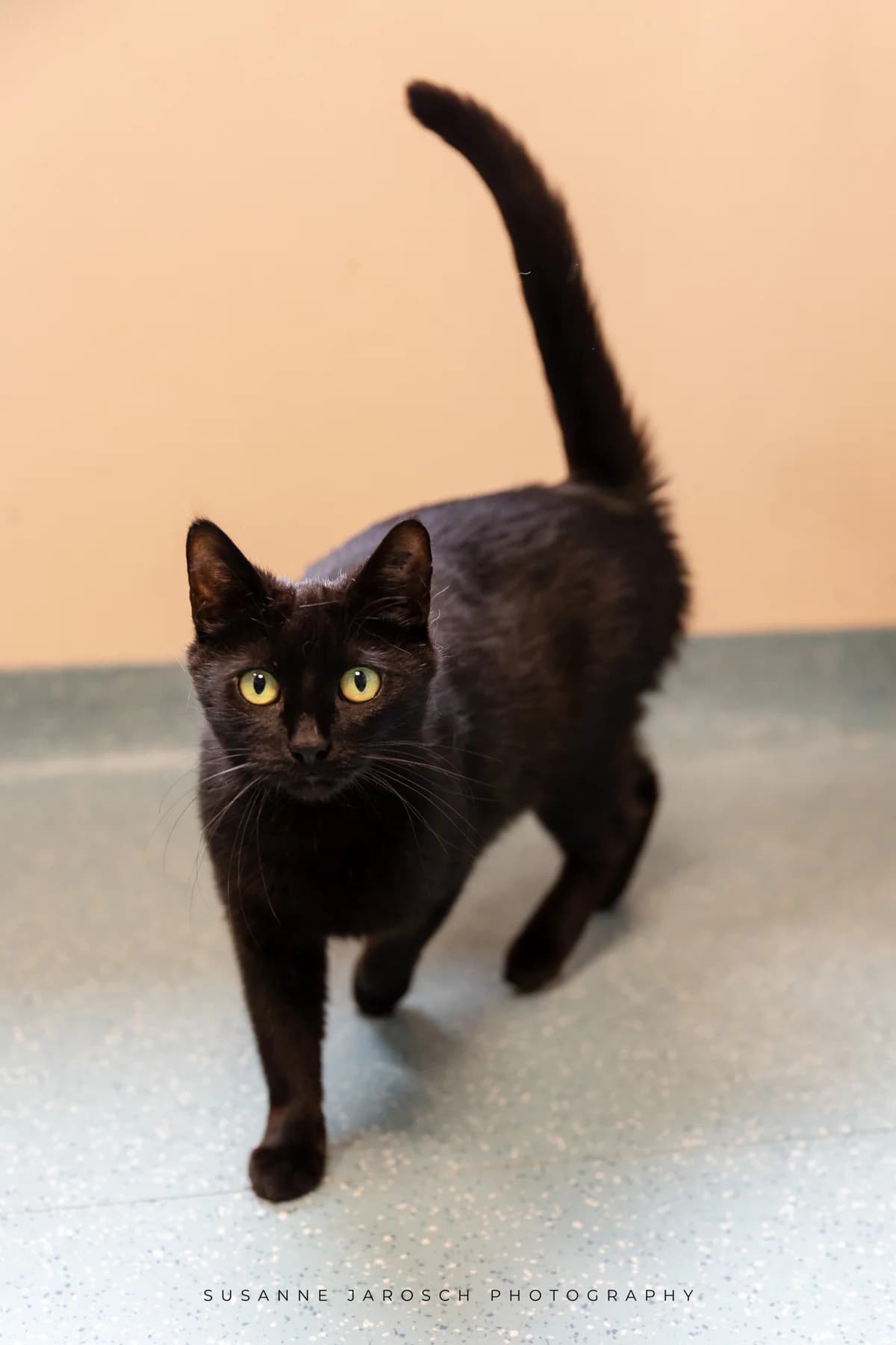 Izzy,  Mixed Breed for adoption at Tierheim Bielefeld, Bielefeld