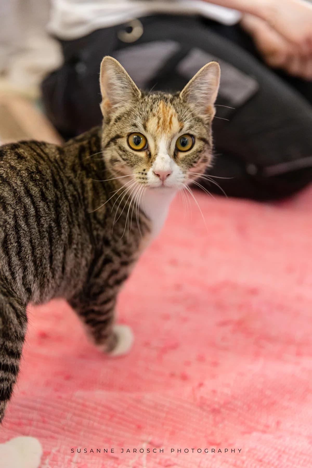 Amren & Cass & Klitschko,  Mixed Breed for adoption at Tierheim Bielefeld, Bielefeld