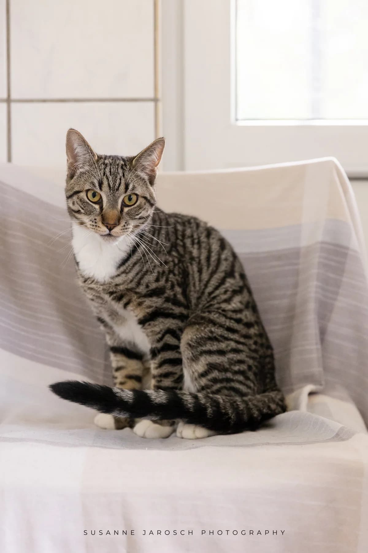 Amren & Cass & Klitschko,  Mixed Breed for adoption at Tierheim Bielefeld, Bielefeld — photo 2 of 3