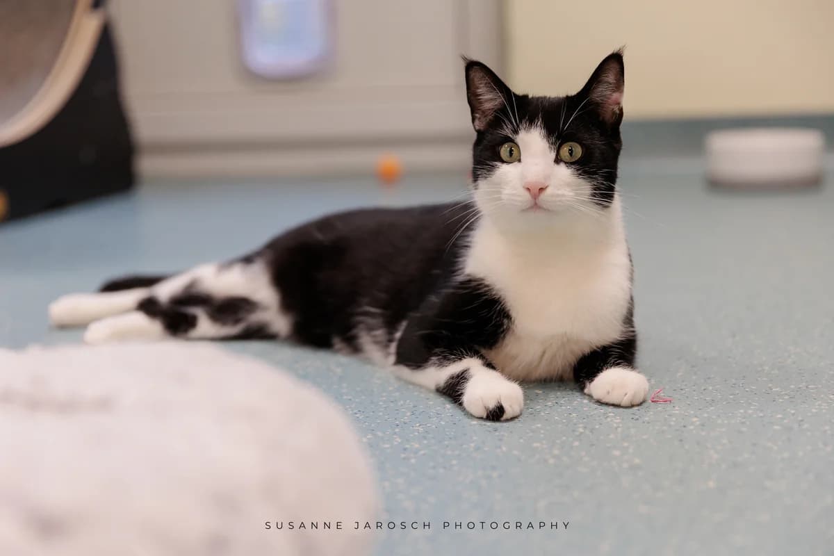Amren & Cass & Klitschko,  Mixed Breed for adoption at Tierheim Bielefeld, Bielefeld — photo 3 of 3