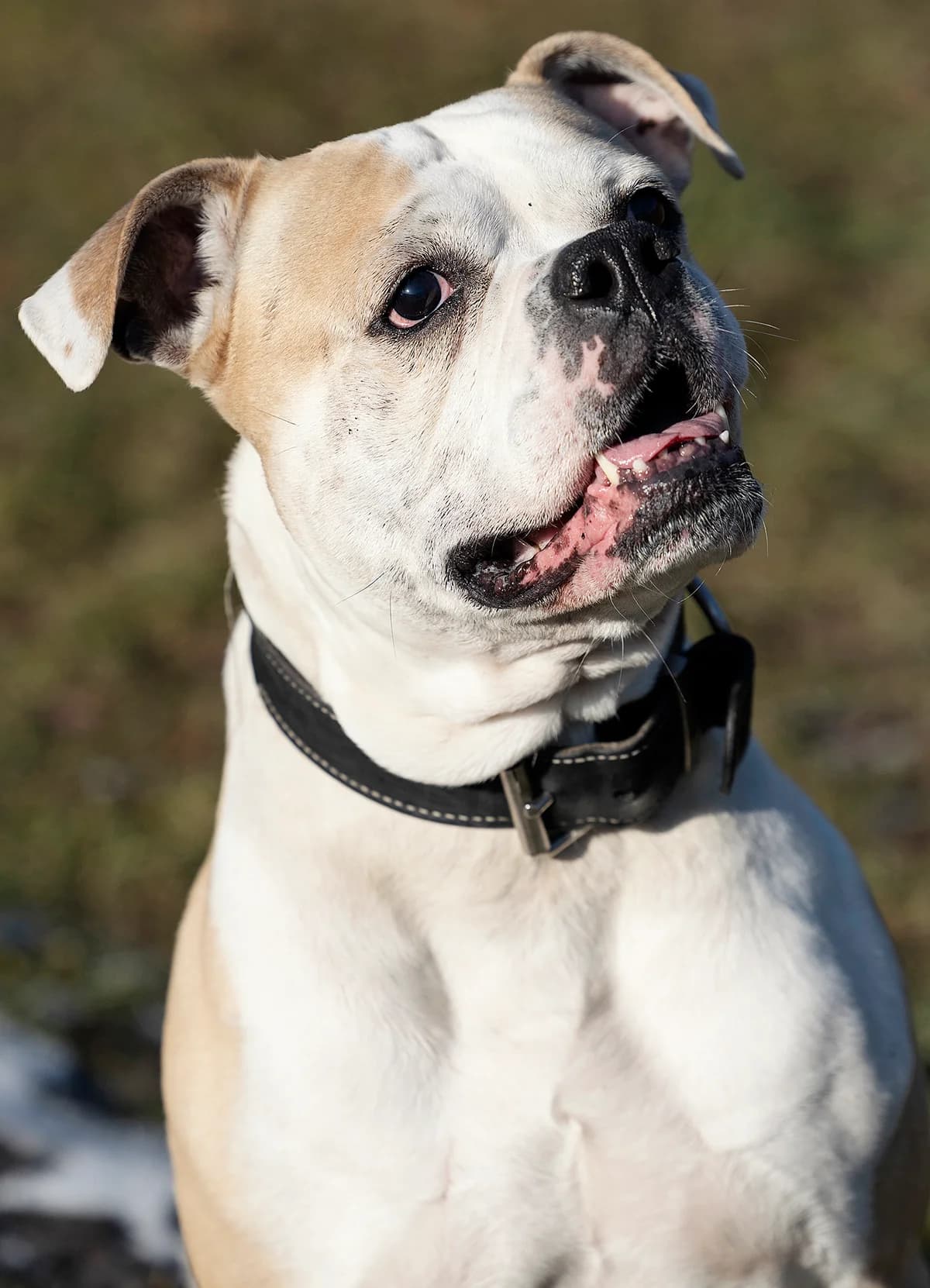 Chopper,  English Bulldog for adoption at Tierheim Bielefeld, Bielefeld