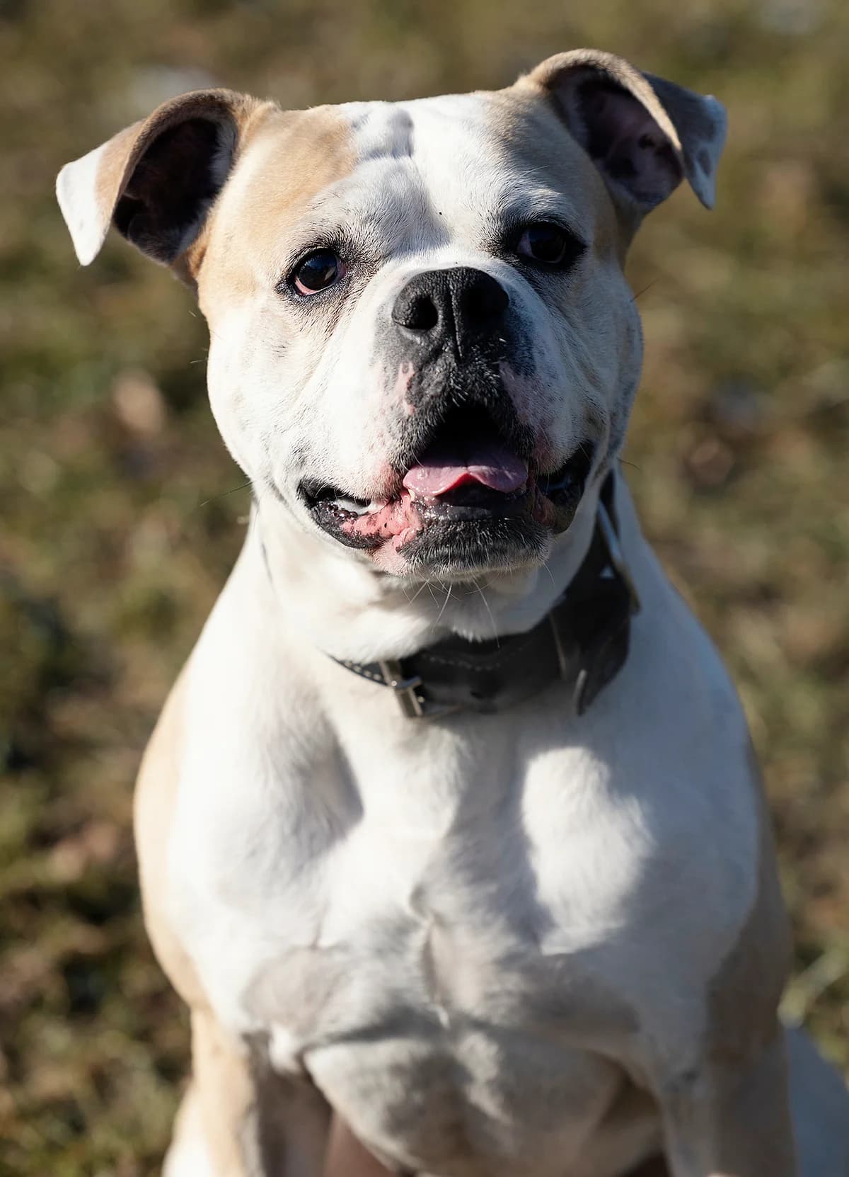 Chopper,  English Bulldog for adoption at Tierheim Bielefeld, Bielefeld — photo 2 of 5