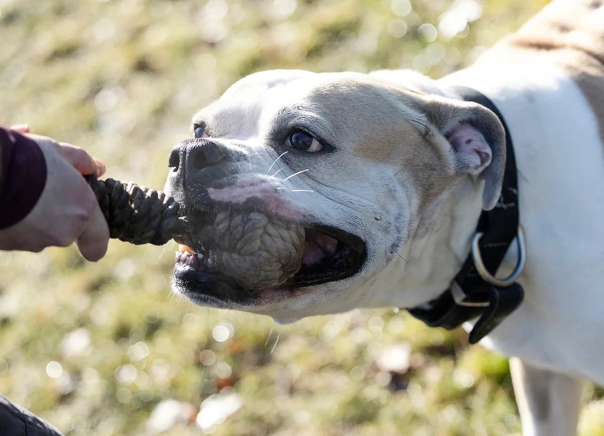 Chopper,  English Bulldog for adoption at Tierheim Bielefeld, Bielefeld — photo 3 of 5