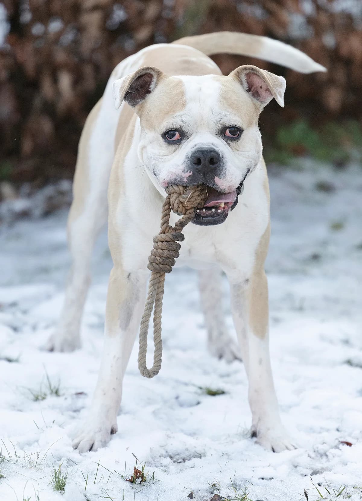 Chopper,  English Bulldog for adoption at Tierheim Bielefeld, Bielefeld — photo 4 of 5