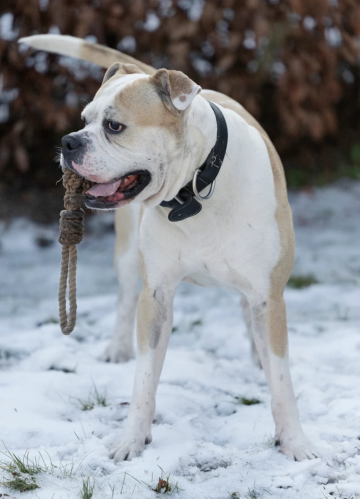 Chopper,  English Bulldog for adoption at Tierheim Bielefeld, Bielefeld — photo 5 of 5