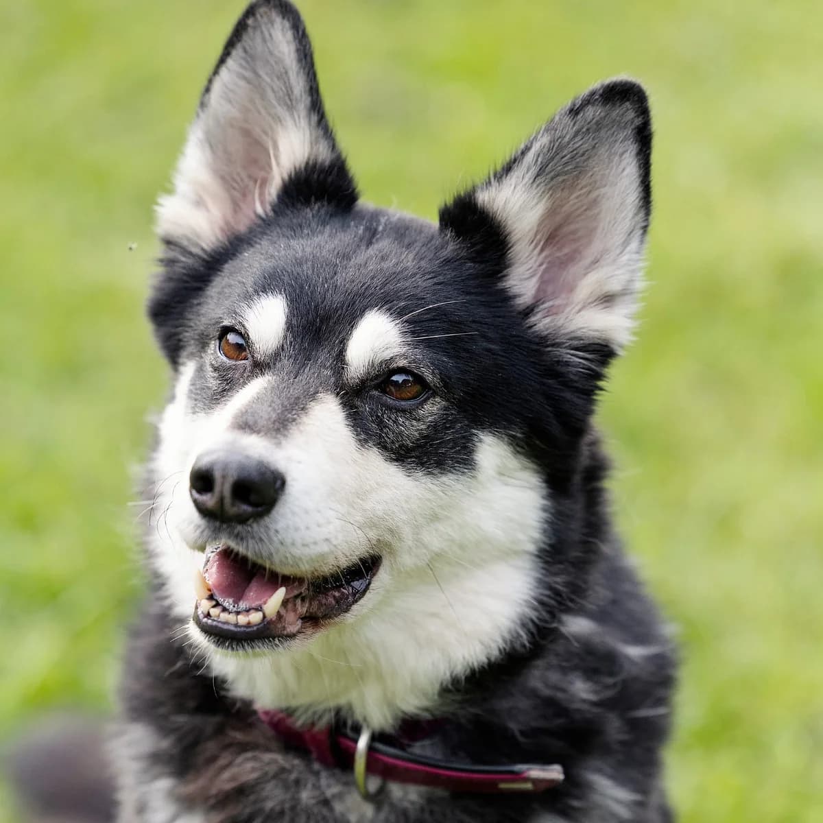 Müsli, male Husky for adoption at Tierheim Bielefeld, Bielefeld