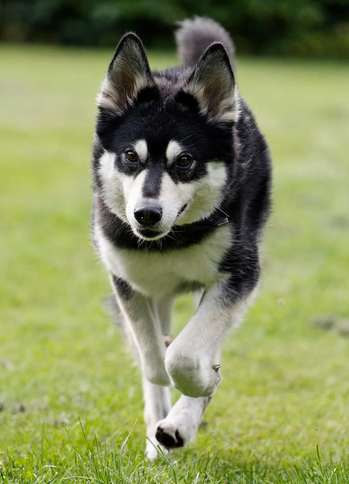 Müsli, male Husky for adoption at Tierheim Bielefeld, Bielefeld — photo 2 of 6