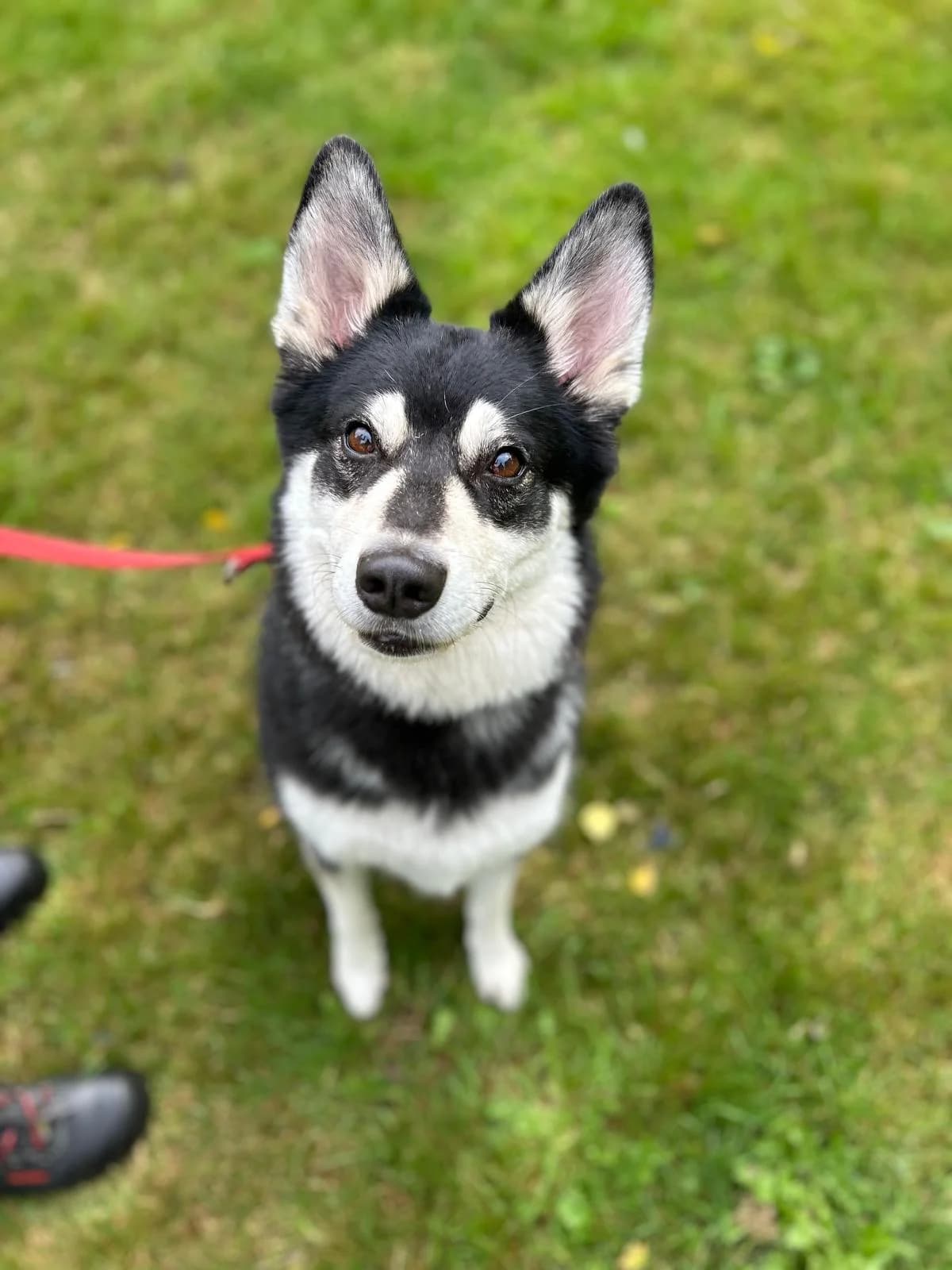 Müsli, male Husky for adoption at Tierheim Bielefeld, Bielefeld — photo 3 of 6