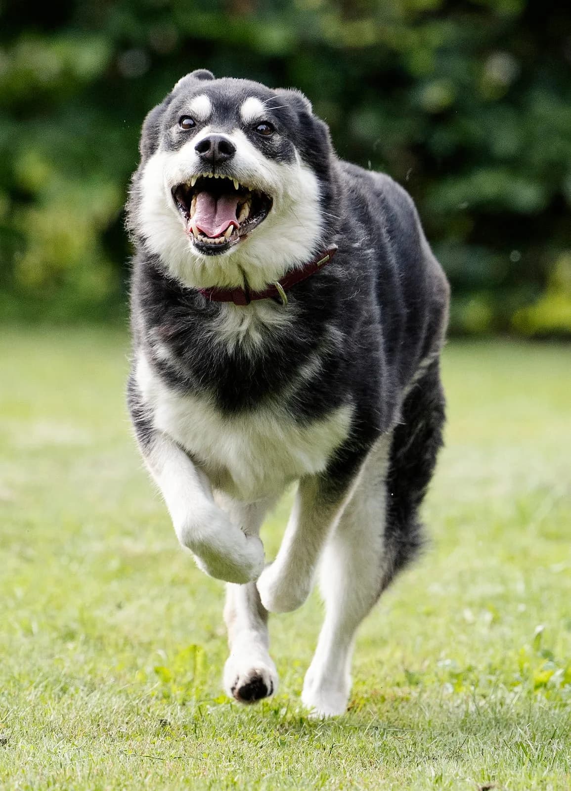 Müsli, male Husky for adoption at Tierheim Bielefeld, Bielefeld — photo 4 of 6