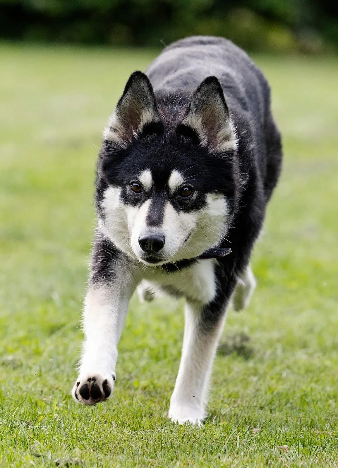 Müsli, male Husky for adoption at Tierheim Bielefeld, Bielefeld — photo 5 of 6