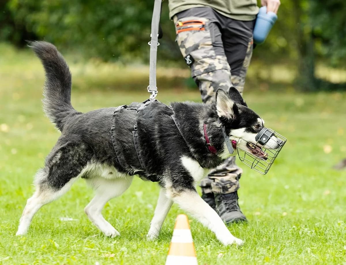 Müsli, male Husky for adoption at Tierheim Bielefeld, Bielefeld — photo 6 of 6