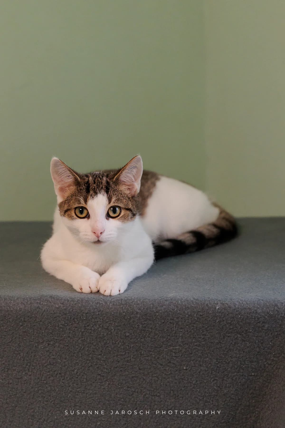 Einstein,  Mixed Breed for adoption at Tierheim Bielefeld, Bielefeld