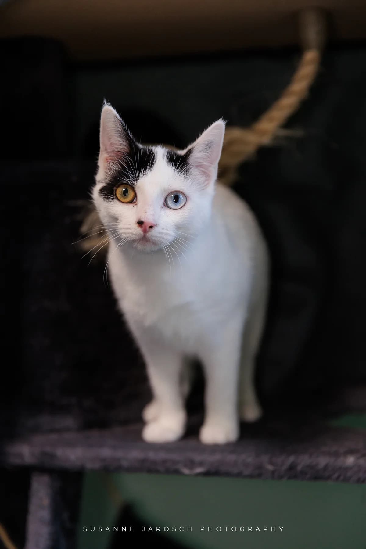 India & Paola,  Mixed Breed for adoption at Tierheim Bielefeld, Bielefeld — photo 2 of 2