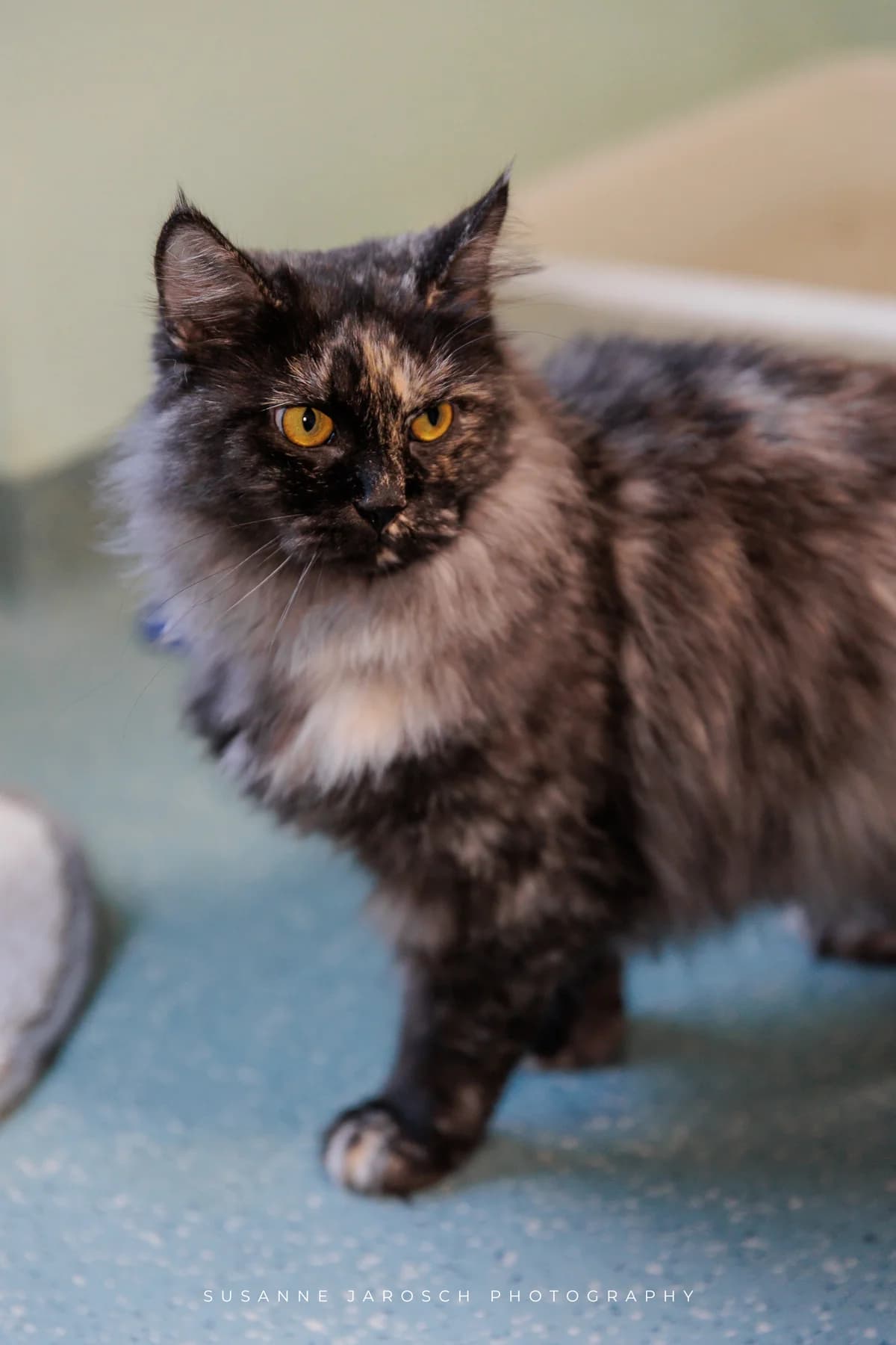 Miley,  Mixed Breed for adoption at Tierheim Bielefeld, Bielefeld