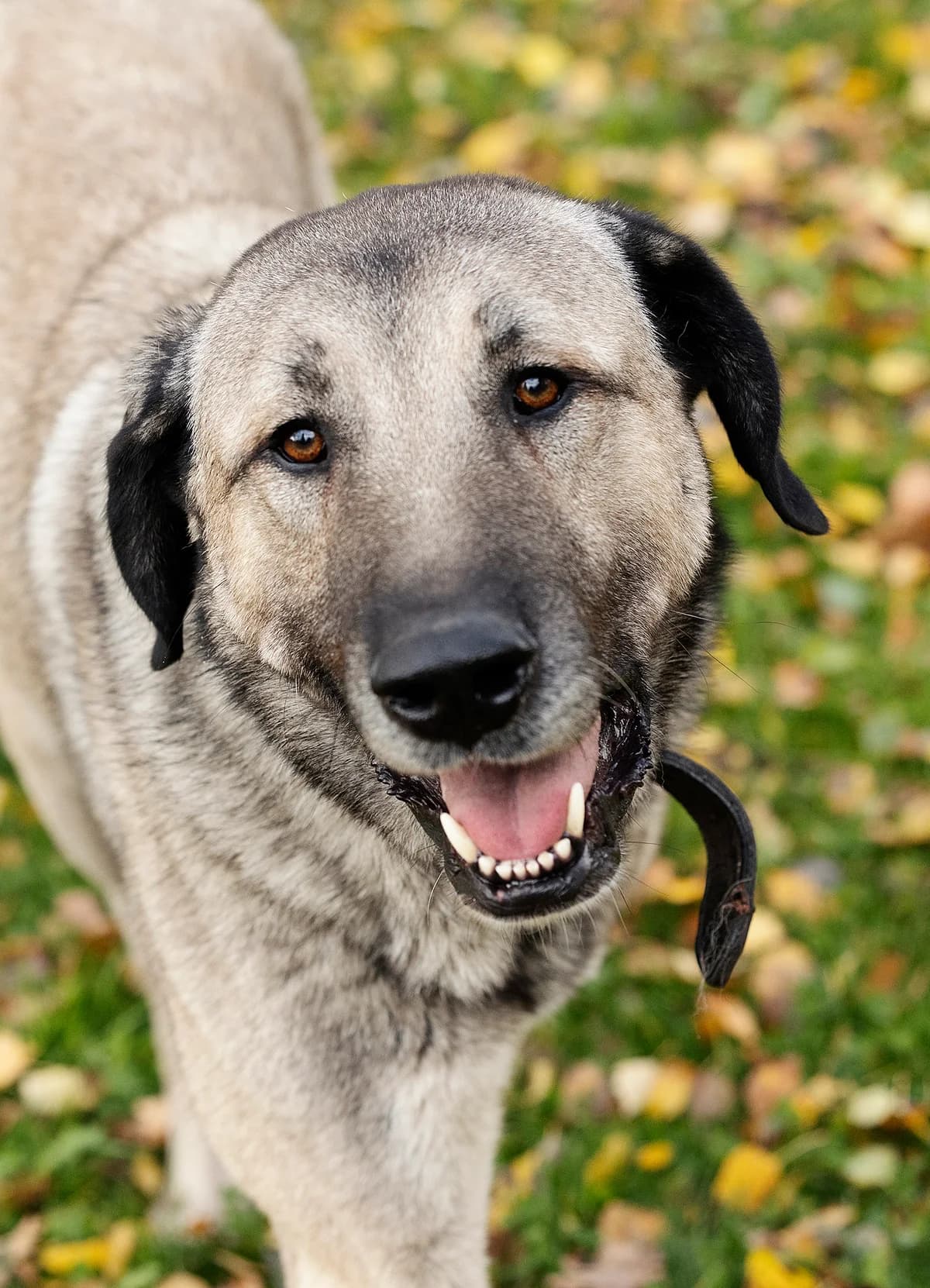 Pascha, male mixed breed for adoption at Tierheim Bielefeld, Bielefeld