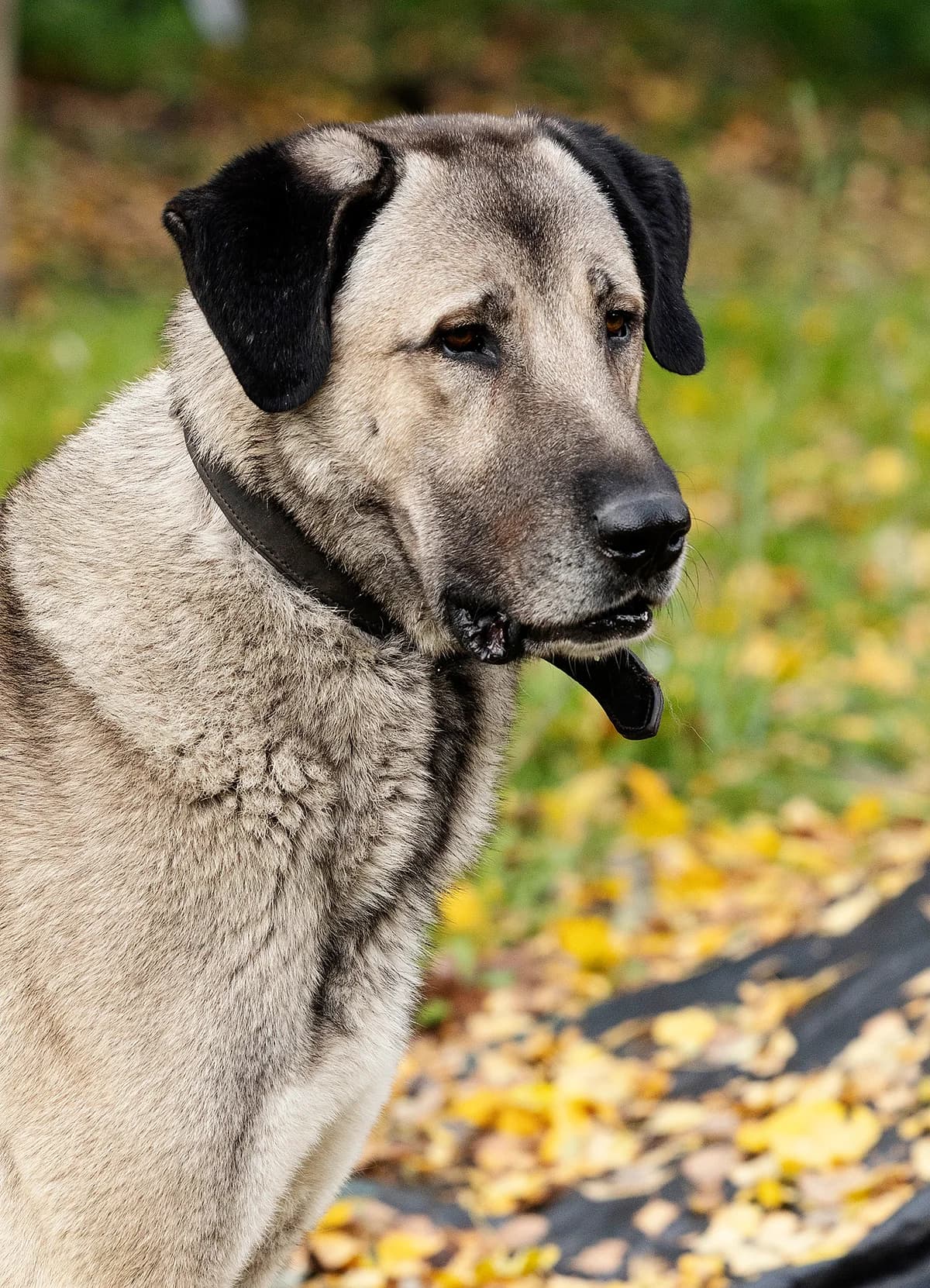 Pascha, male mixed breed for adoption at Tierheim Bielefeld, Bielefeld — photo 2 of 5