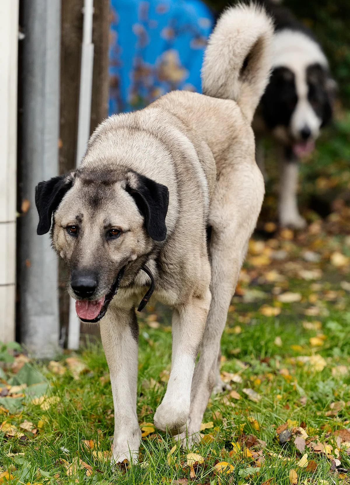 Pascha, male mixed breed for adoption at Tierheim Bielefeld, Bielefeld — photo 3 of 5