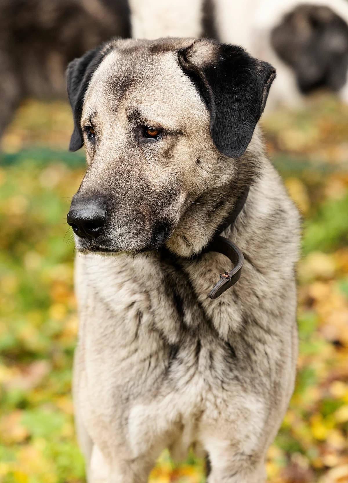Pascha, male mixed breed for adoption at Tierheim Bielefeld, Bielefeld — photo 4 of 5