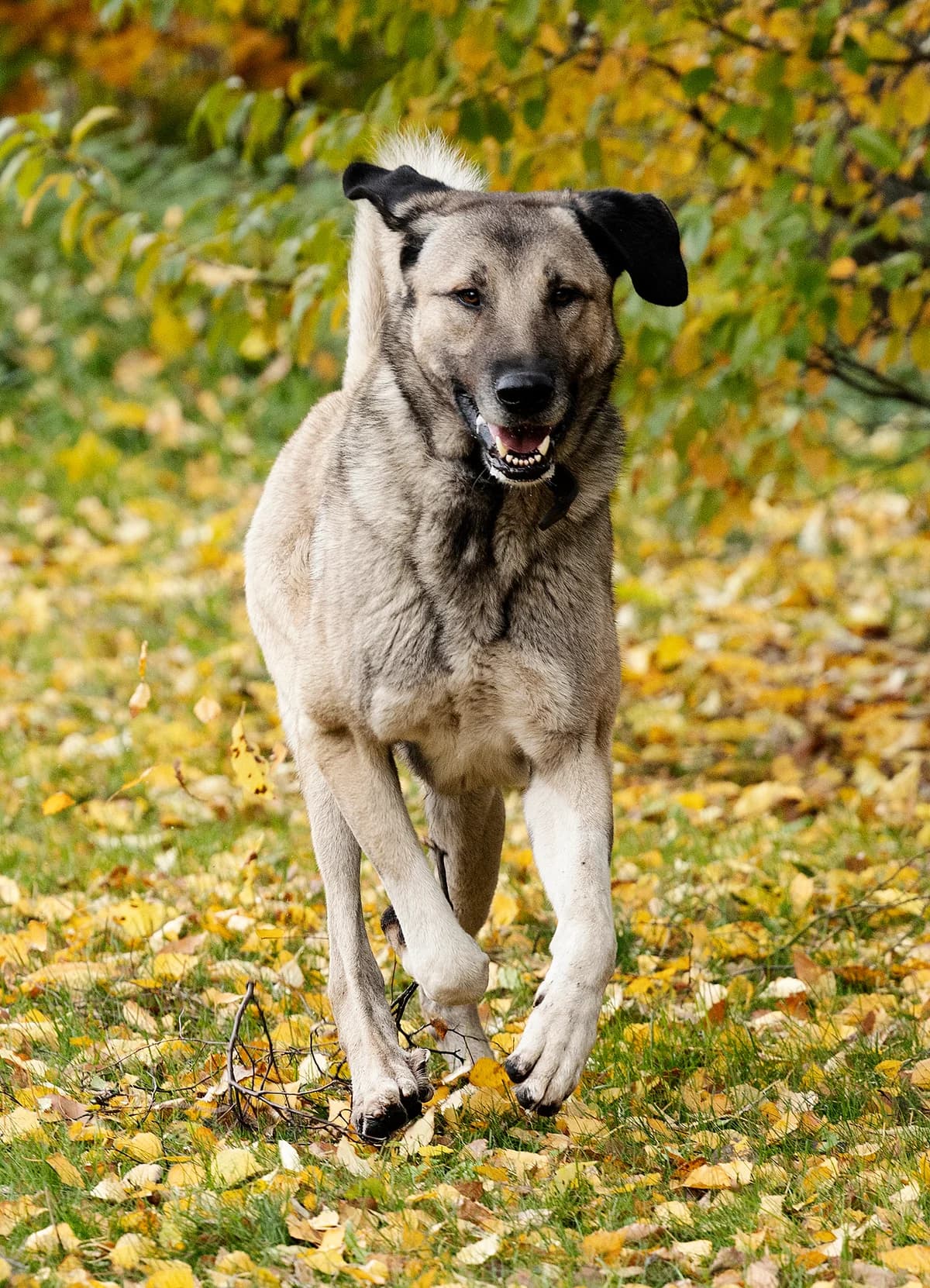 Pascha, male mixed breed for adoption at Tierheim Bielefeld, Bielefeld — photo 5 of 5