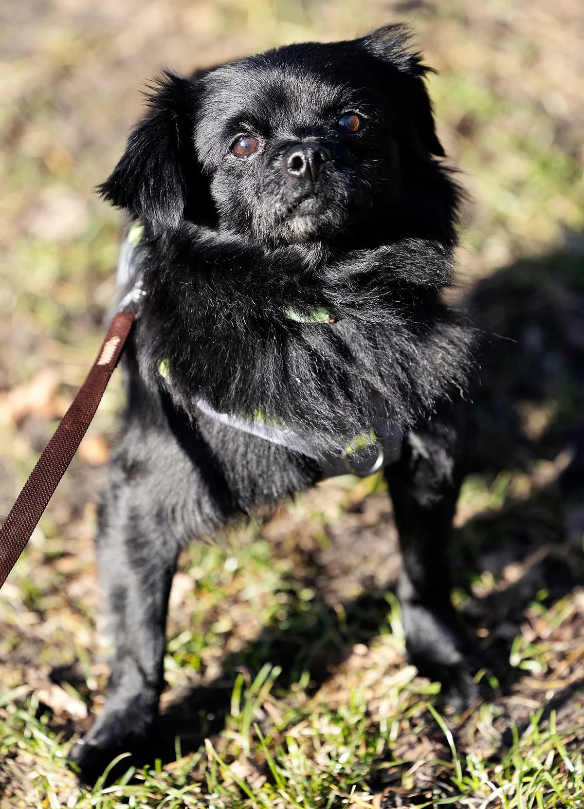 Paul, male 7yo Pomeranian for adoption at Tierheim Bielefeld, Bielefeld