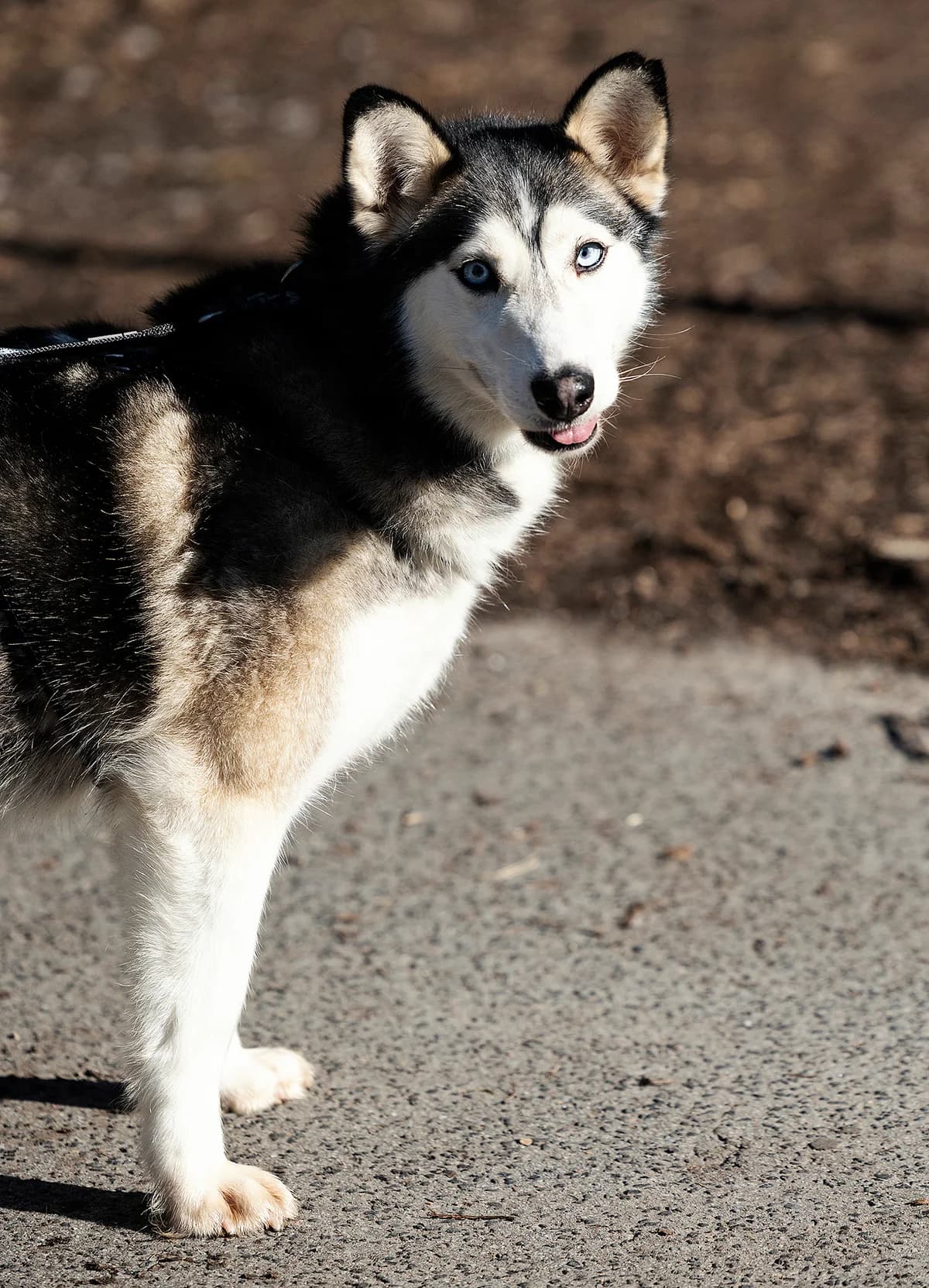 Keta, female Husky for adoption at Tierheim Bielefeld, Bielefeld