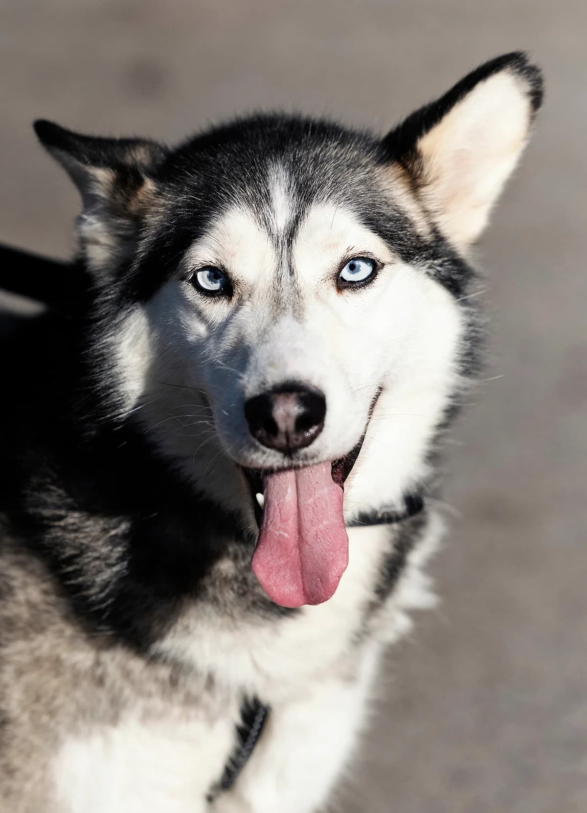 Keta, female Husky for adoption at Tierheim Bielefeld, Bielefeld — photo 2 of 4