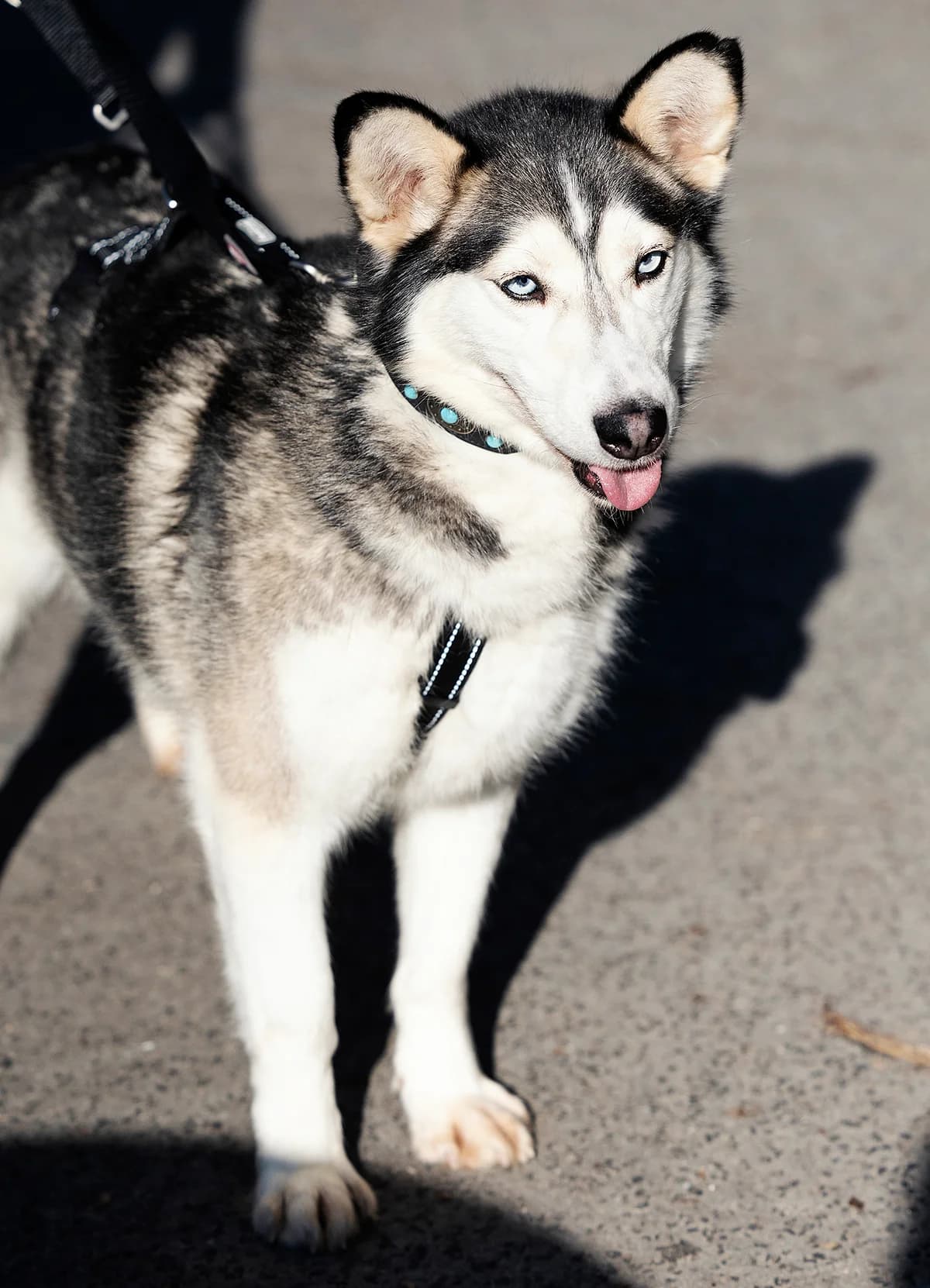 Keta, female Husky for adoption at Tierheim Bielefeld, Bielefeld — photo 3 of 4