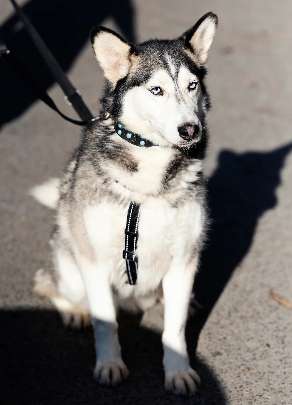 Keta, female Husky for adoption at Tierheim Bielefeld, Bielefeld — photo 4 of 4