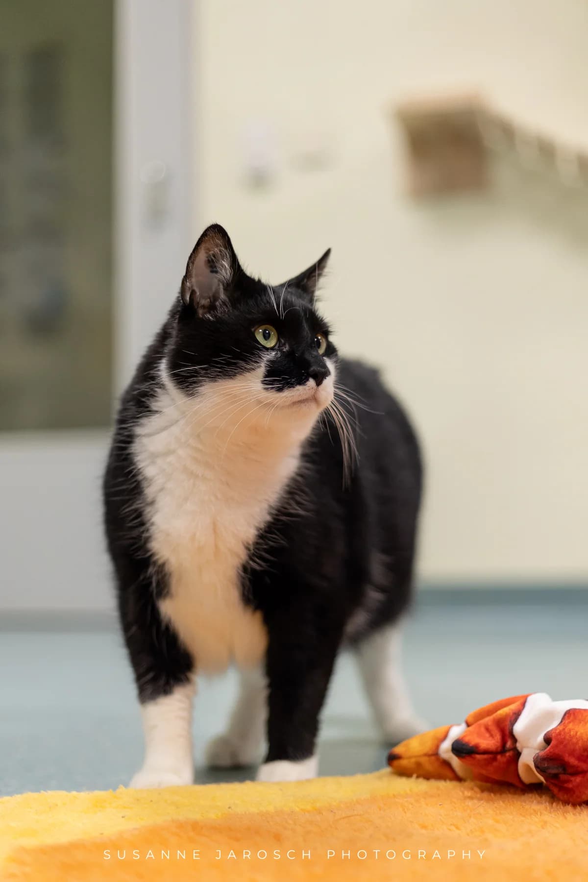 Nitro,  Mixed Breed for adoption at Tierheim Bielefeld, Bielefeld