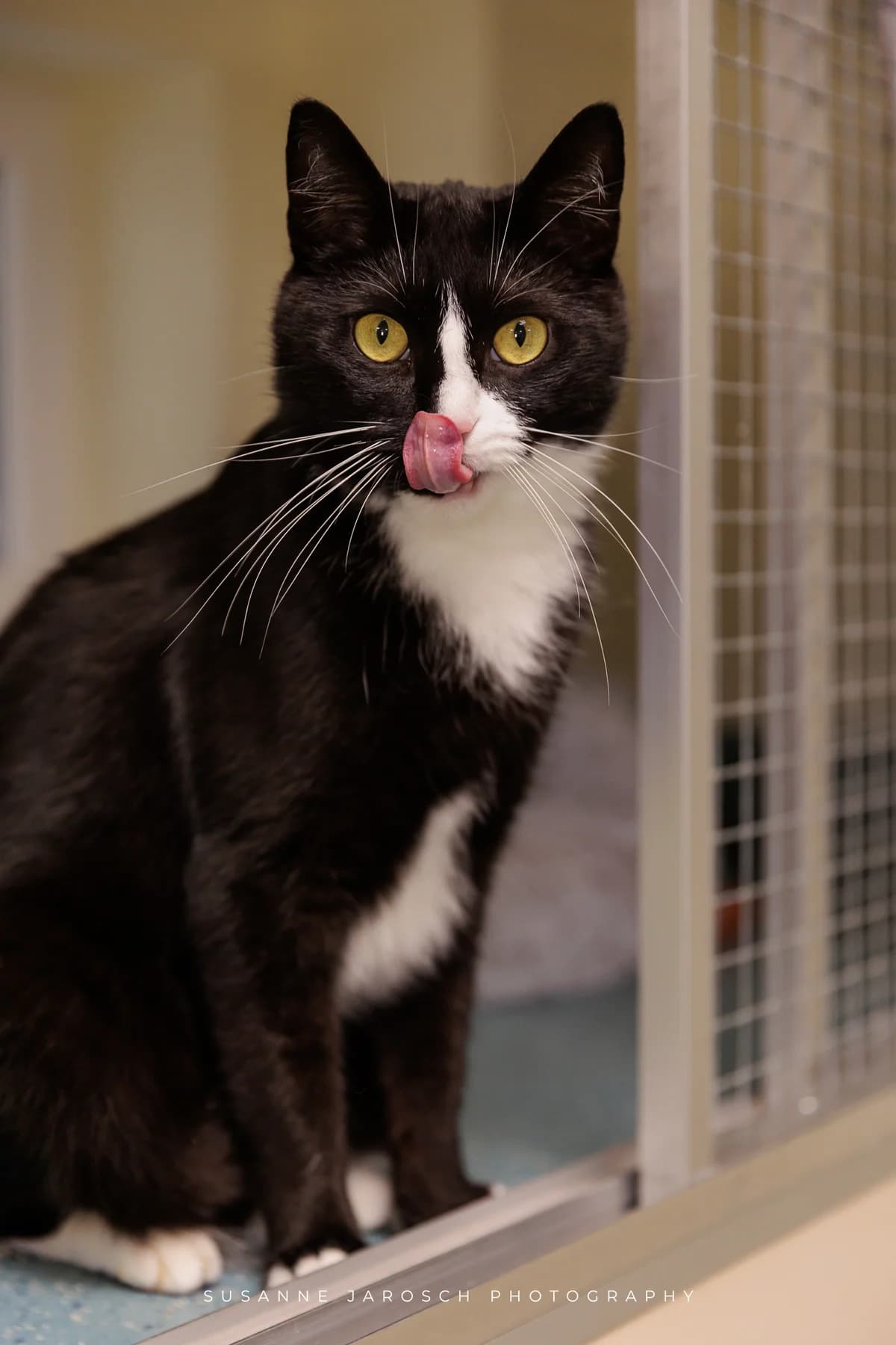 Matcha,  Mixed Breed for adoption at Tierheim Bielefeld, Bielefeld