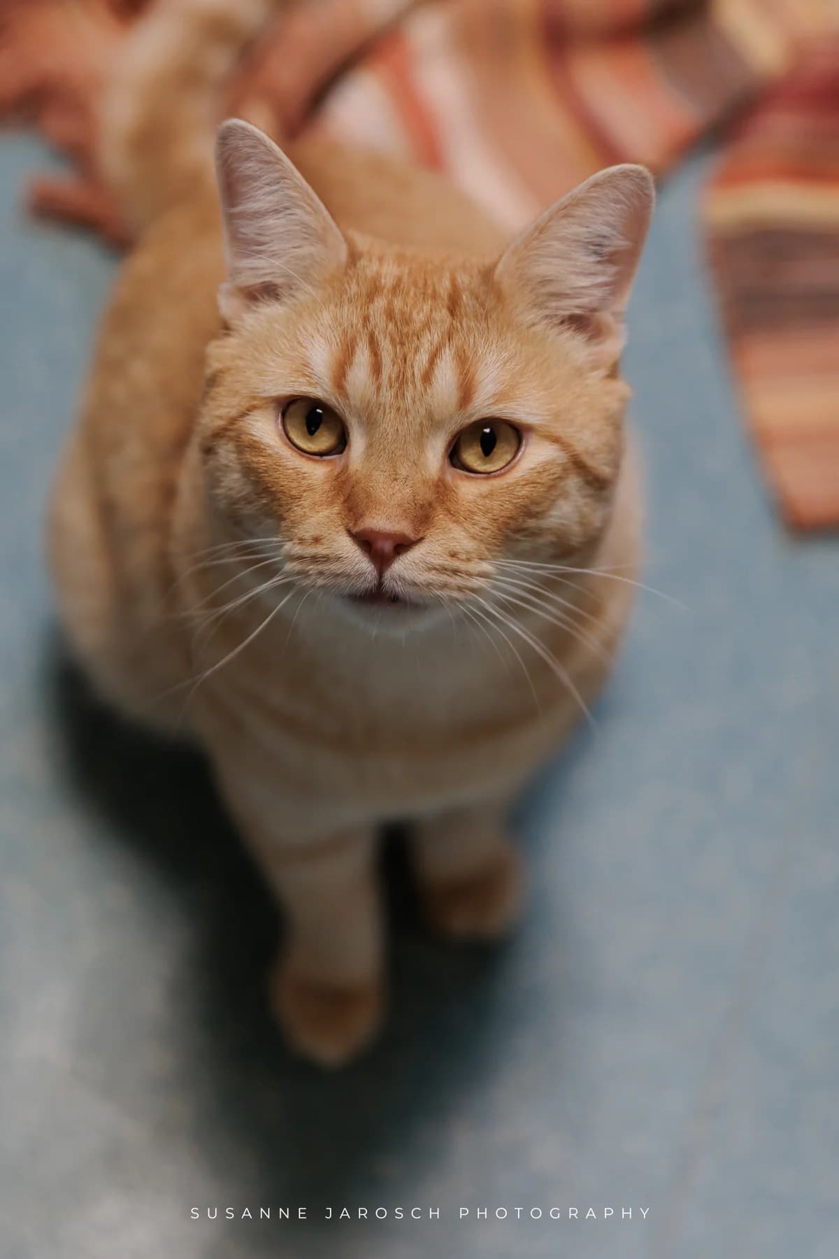 Sparks,  Mixed Breed for adoption at Tierheim Bielefeld, Bielefeld