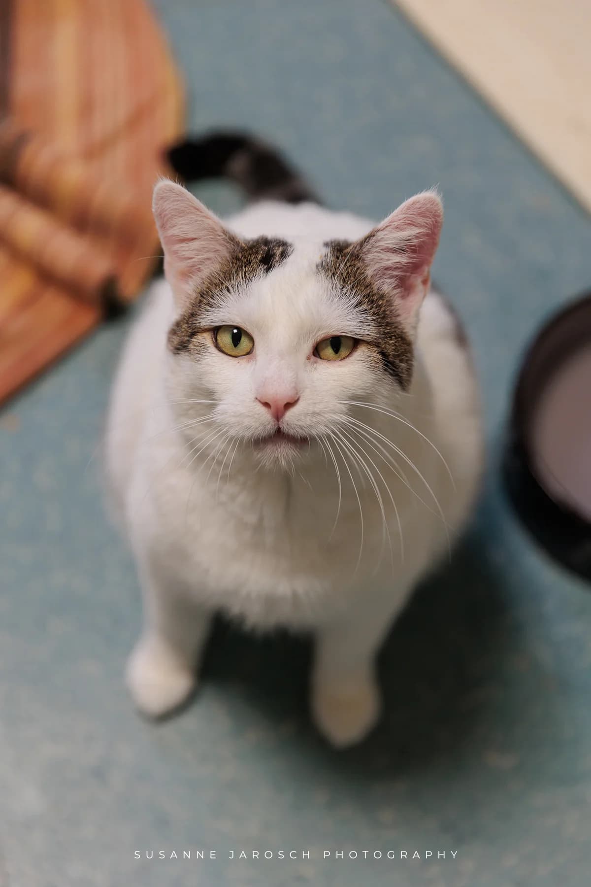 Valentino,  Mixed Breed for adoption at Tierheim Bielefeld, Bielefeld