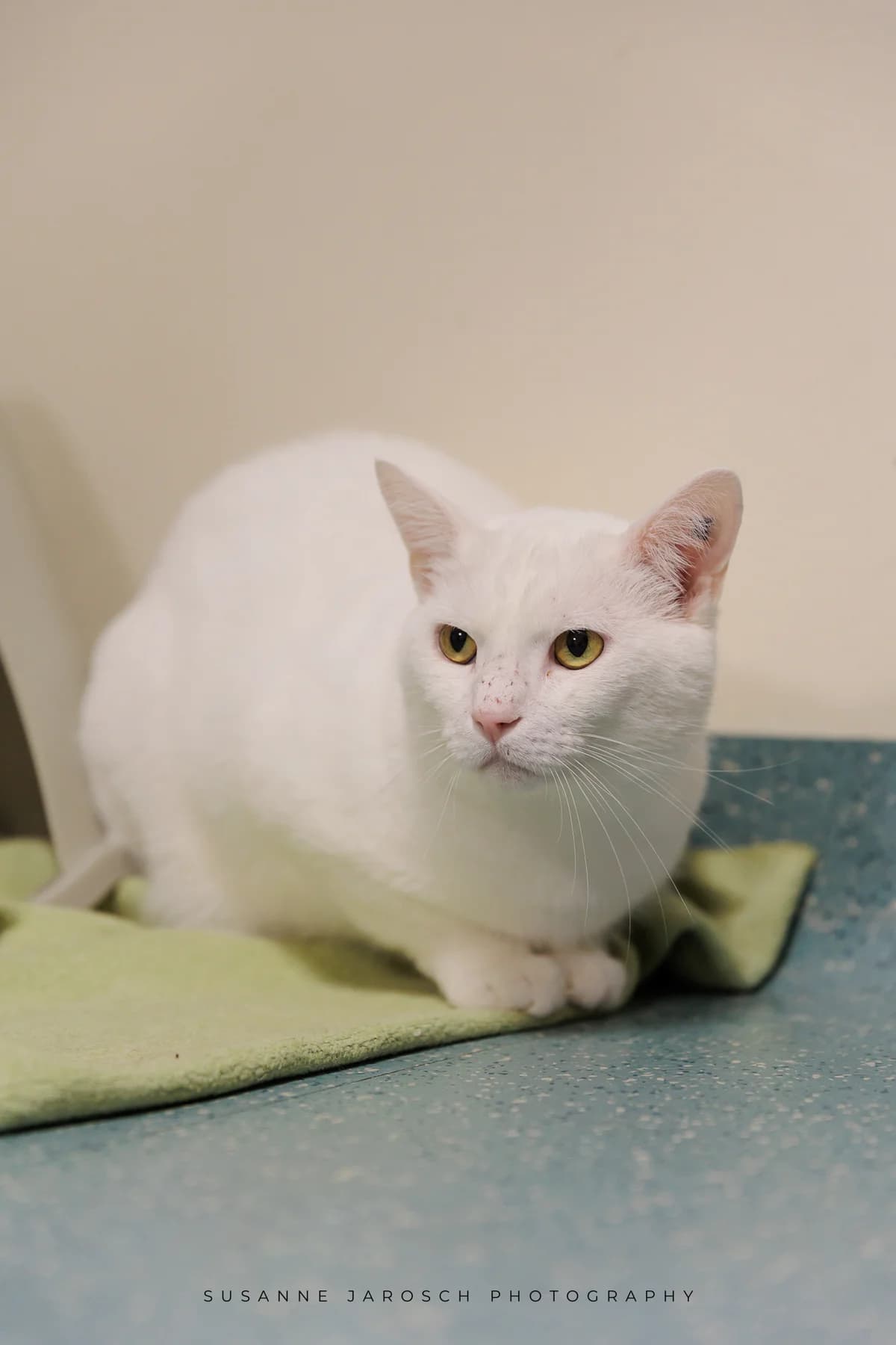 Björn,  Mixed Breed for adoption at Tierheim Bielefeld, Bielefeld