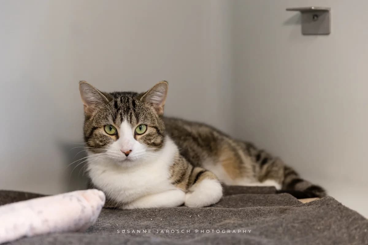 Edward und Jacob,  Mixed Breed for adoption at Tierheim Bielefeld, Bielefeld