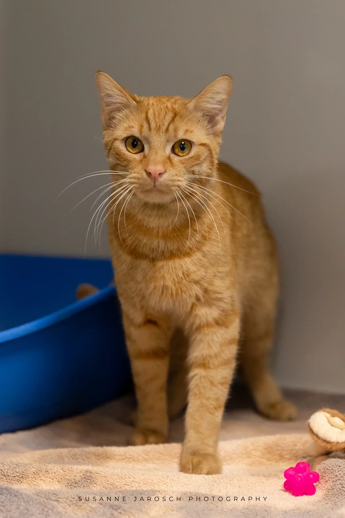 Edward und Jacob,  Mixed Breed for adoption at Tierheim Bielefeld, Bielefeld — photo 2 of 2