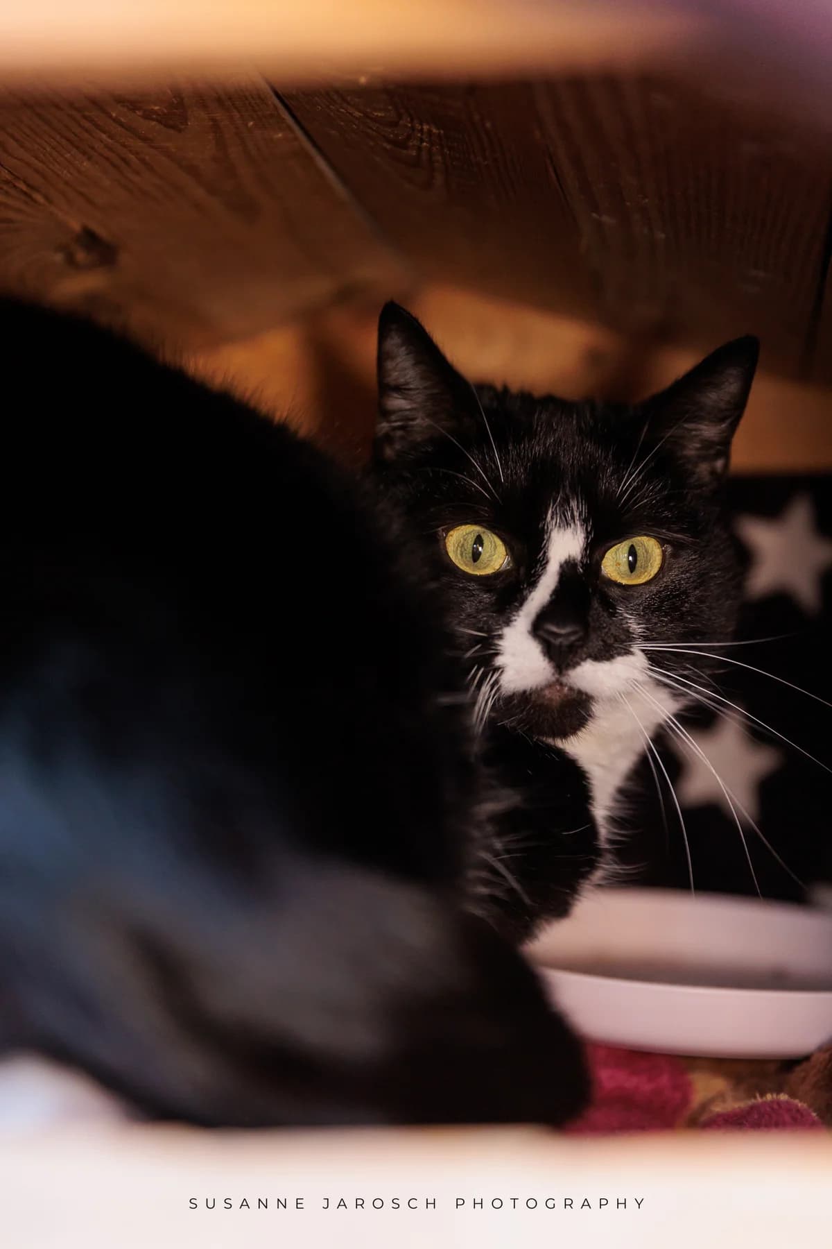 Lizzy und Fritzi,  Mixed Breed for adoption at Tierheim Bielefeld, Bielefeld