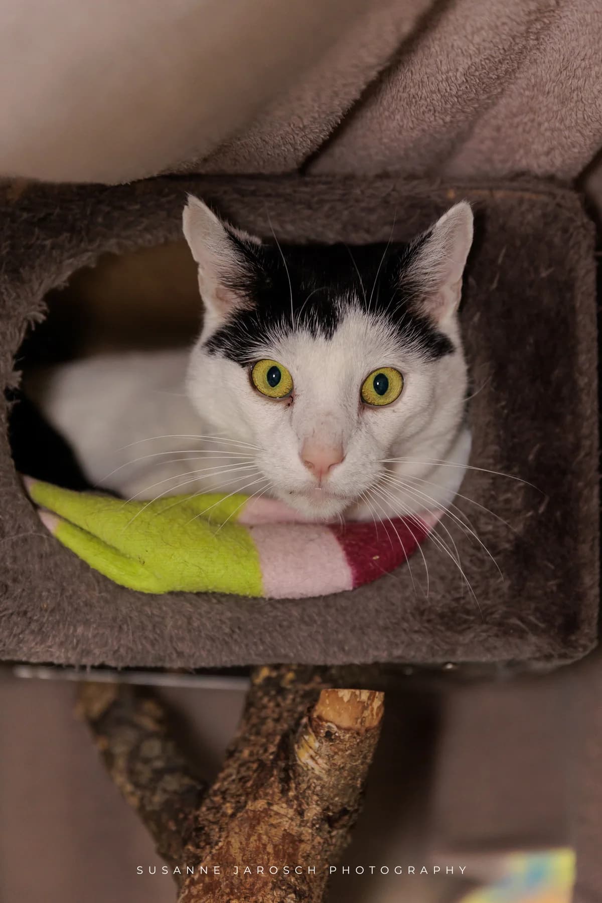 Lizzy und Fritzi,  Mixed Breed for adoption at Tierheim Bielefeld, Bielefeld — photo 2 of 2