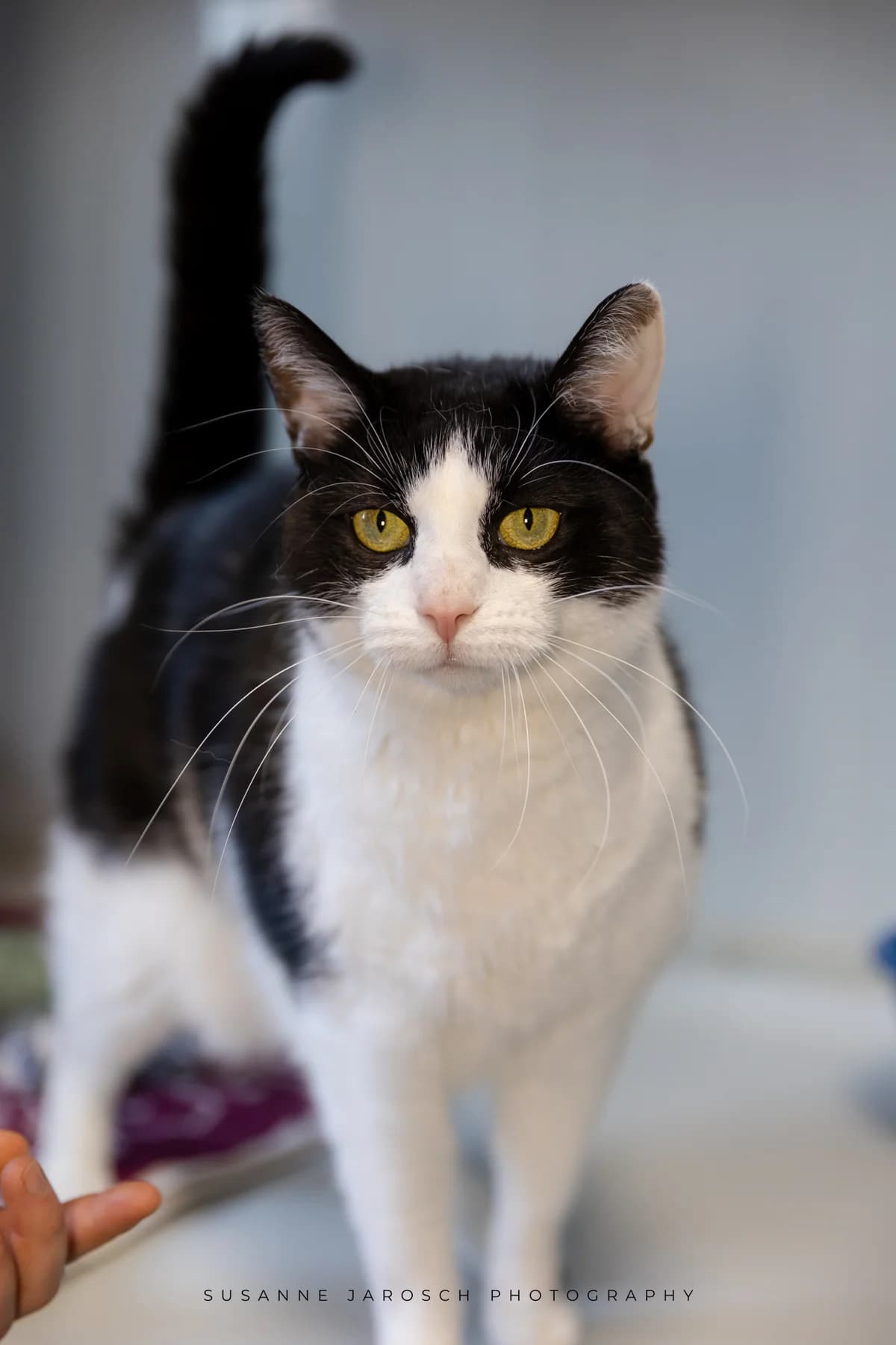 Balduin,  Mixed Breed for adoption at Tierheim Bielefeld, Bielefeld