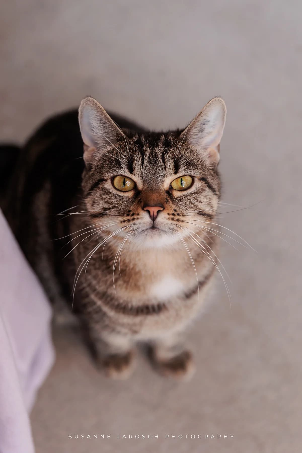 Calypso,  Mixed Breed for adoption at Tierheim Bielefeld, Bielefeld