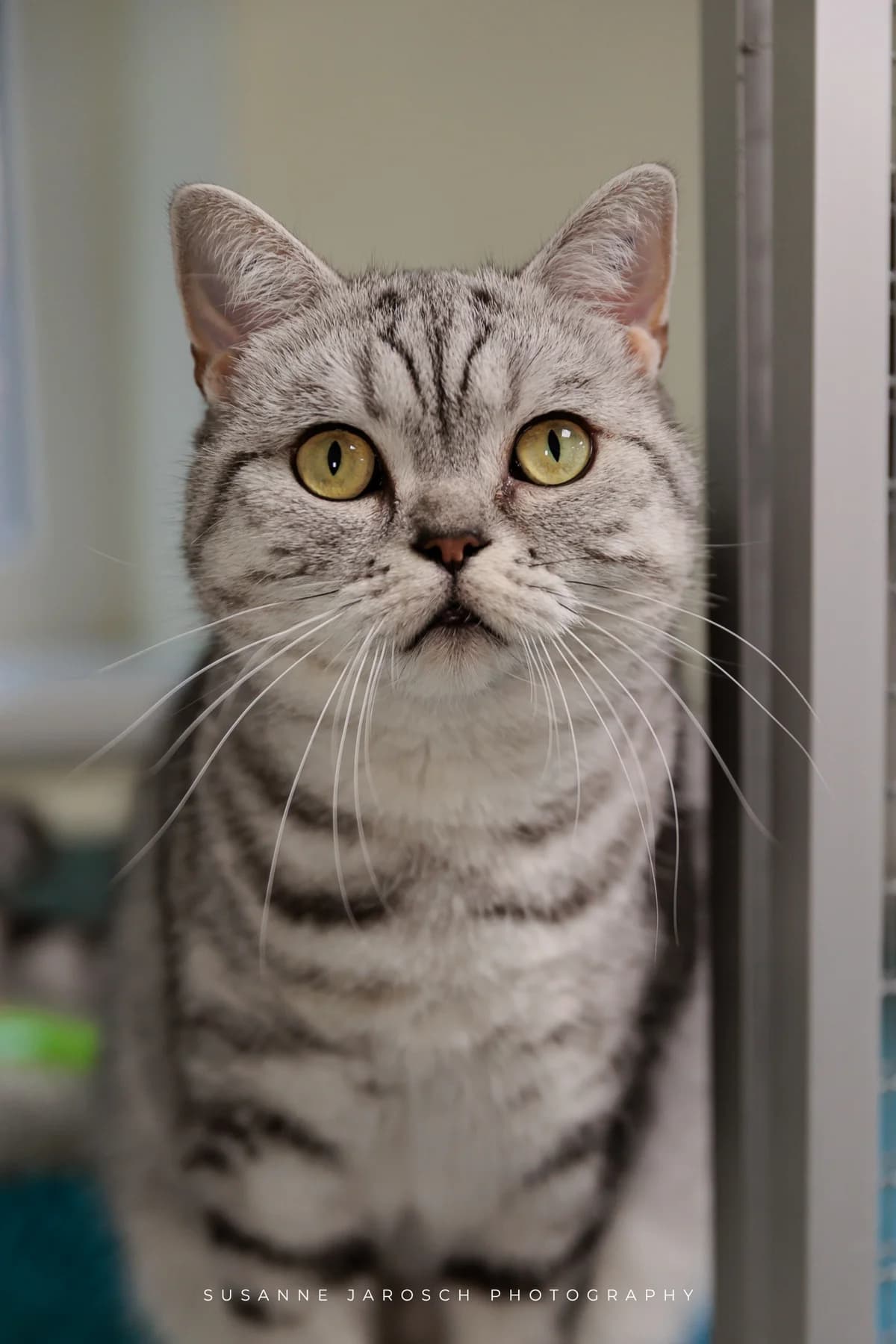 Sofia,  Mixed Breed for adoption at Tierheim Bielefeld, Bielefeld