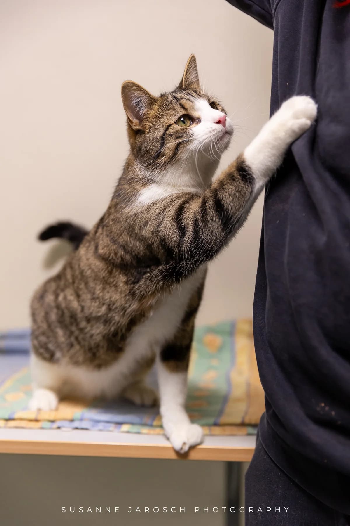Spike & Flöhchen,  Mixed Breed for adoption at Tierheim Bielefeld, Bielefeld