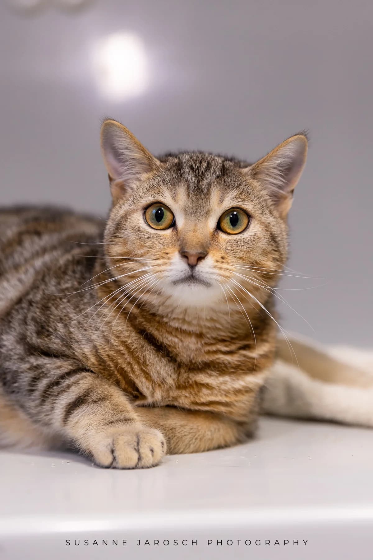 Spike & Flöhchen,  Mixed Breed for adoption at Tierheim Bielefeld, Bielefeld — photo 2 of 2
