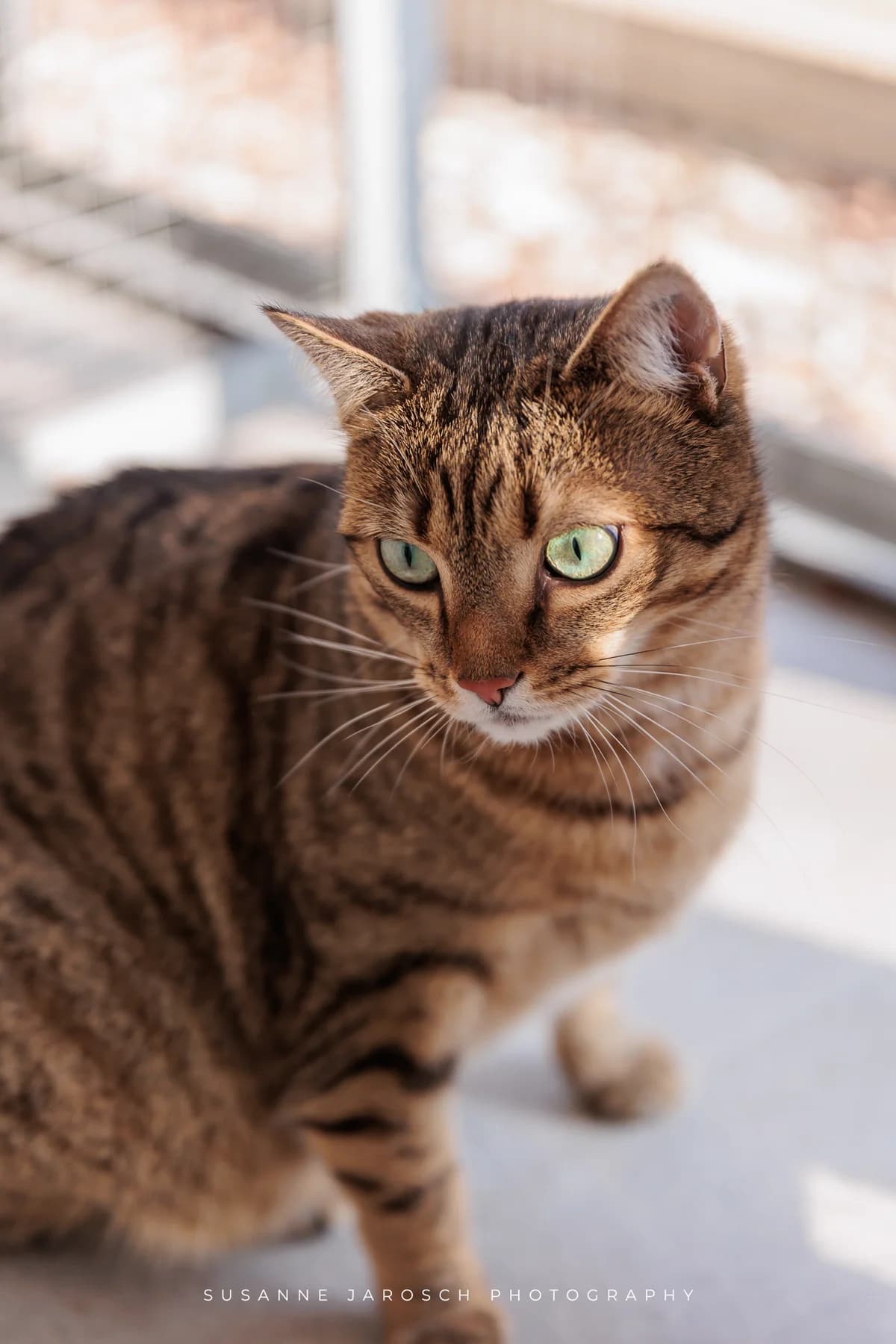 Ellaria,  Mixed Breed for adoption at Tierheim Bielefeld, Bielefeld