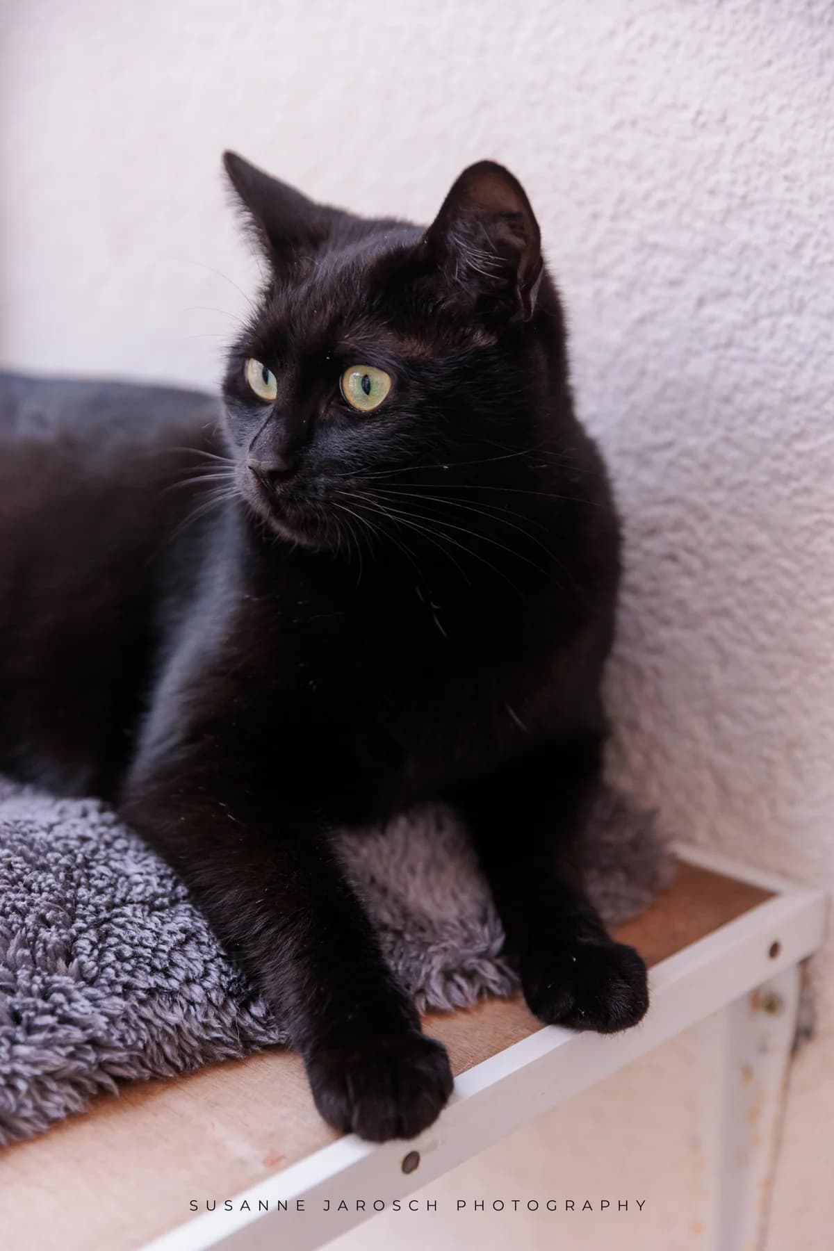 Lilith,  Mixed Breed for adoption at Tierheim Bielefeld, Bielefeld