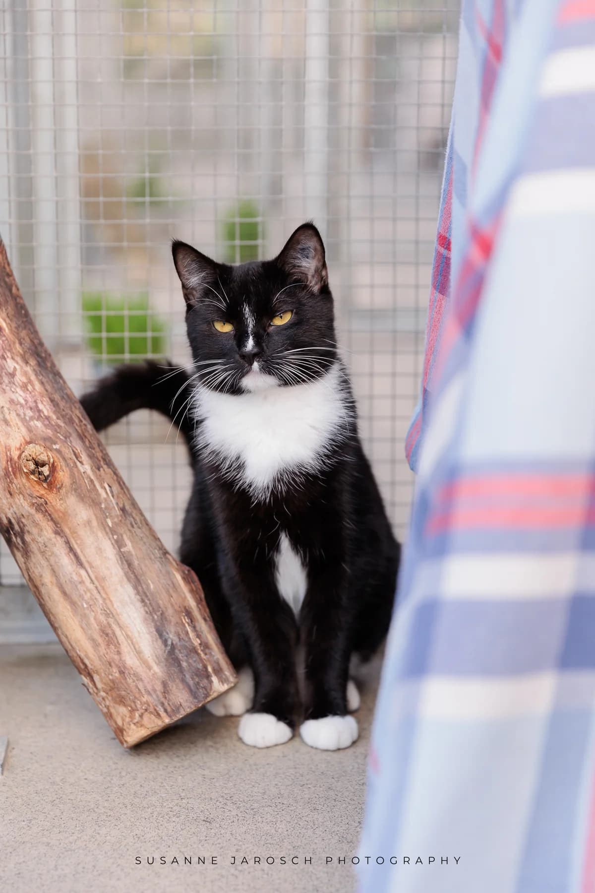 Rufus und Erik,  Mixed Breed for adoption at Tierheim Bielefeld, Bielefeld