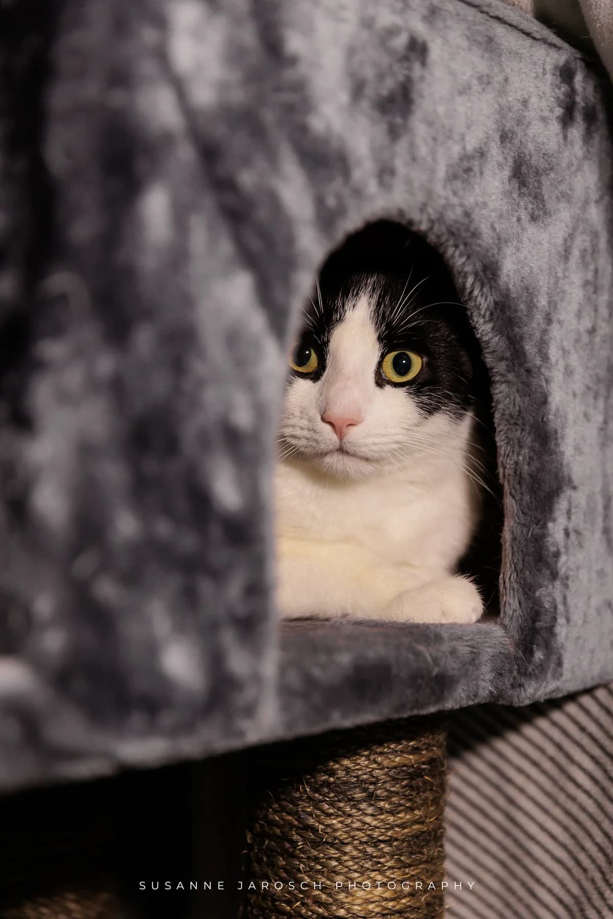 Rufus und Erik,  Mixed Breed for adoption at Tierheim Bielefeld, Bielefeld — photo 2 of 2