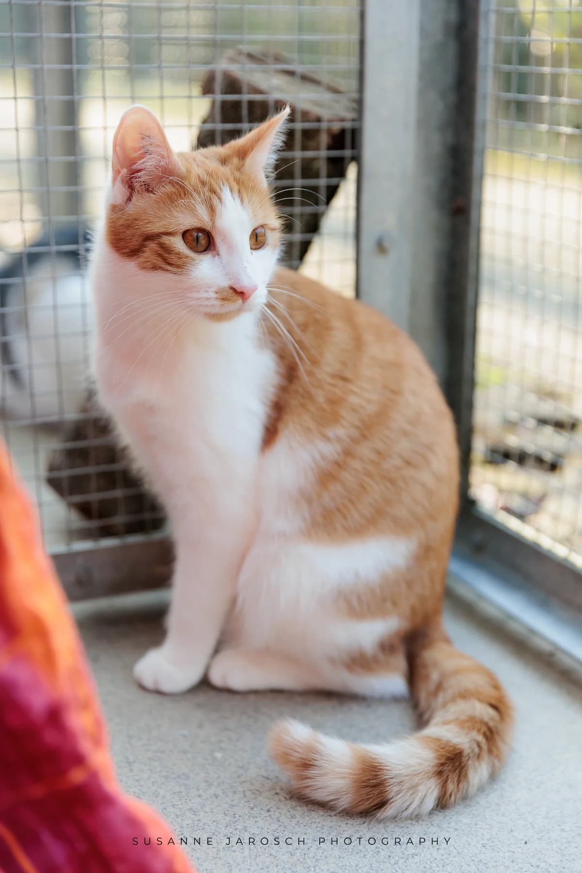 Kirby und Cassandra,  Mixed Breed for adoption at Tierheim Bielefeld, Bielefeld